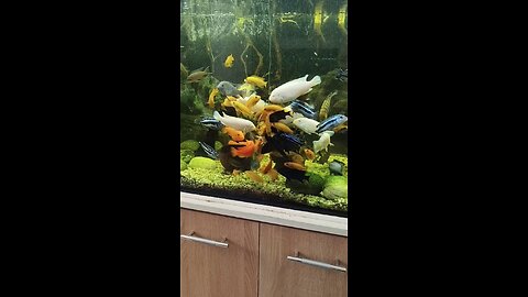 Fish feeding