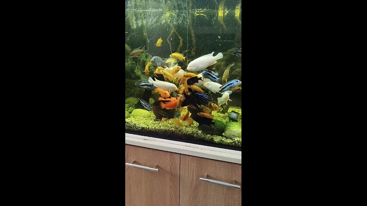 Fish feeding