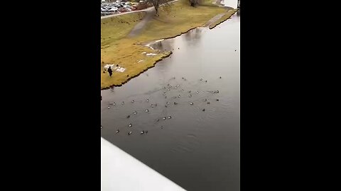 This guy felt like Snow White just by going to feed ducks at the river.