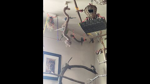 Cheer on 9 Budgies