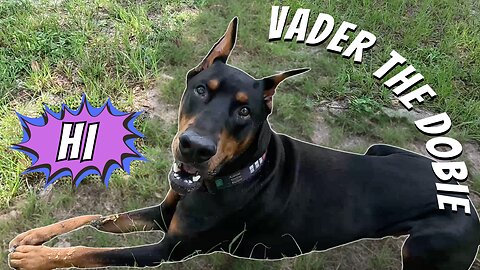 Doberman: Porch Patrol and Neighbor Watch 🏡🐶🌞 | Stick Fetch, Chest Bumps, and Sunny Shenanigans