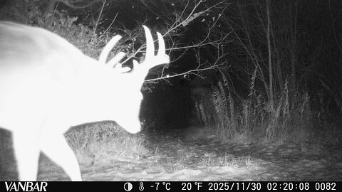 Deer Cam Photos Nov 24th Nov 30th 2025 Big Bucks Does Game Cam Trail Camera