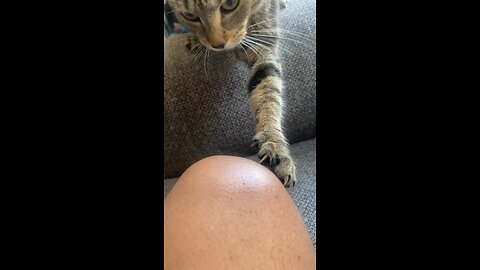 How my cat shows affection