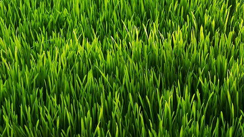 Touching Grass