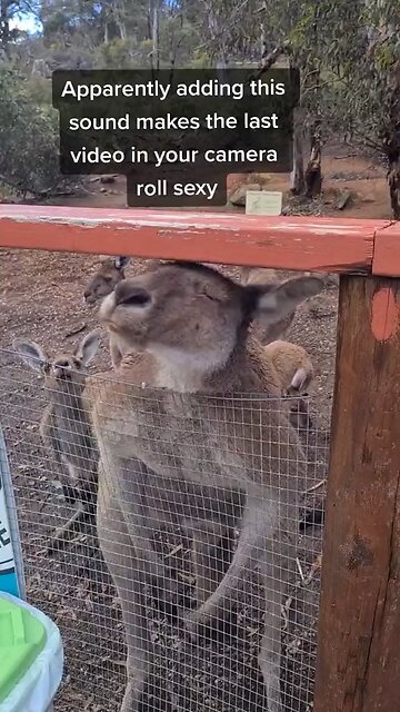 Kangaroo tales in Australia