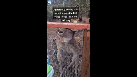 Kangaroo tales in Australia