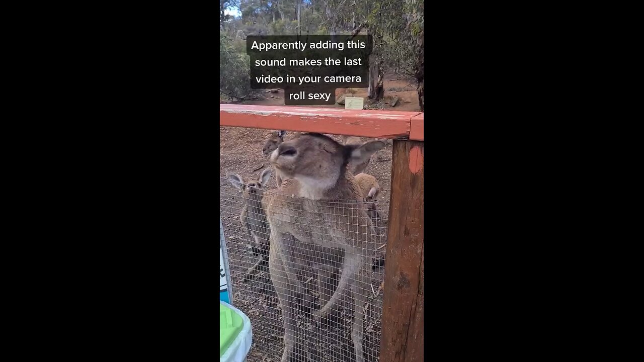 Kangaroo tales in Australia