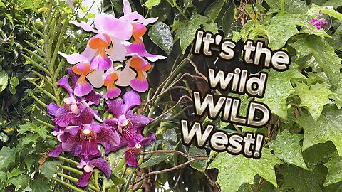 My Giant Vandas in the Wild Wild West 🌿🪻🌱🌸 The Best of the Mess! 😍 #ninjaorchids