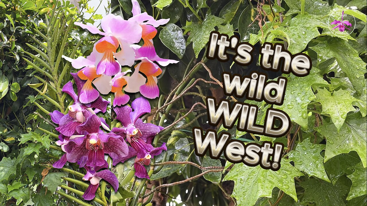 My Giant Vandas in the Wild Wild West 🌿🪻🌱🌸 The Best of the Mess! 😍 #ninjaorchids