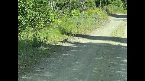 Ruffed Grouse Displaying