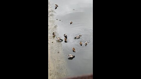 Mallard Ducks 🦆 #mallardducks #shorts #ducks #duck #viral #trending #followme