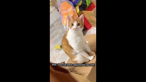 cats coping there owners😂...the reasonwhy they say "copy cat" 😂