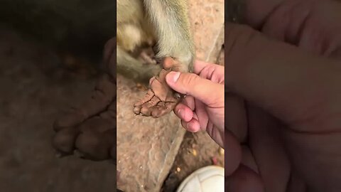 Elegant little hand monkey