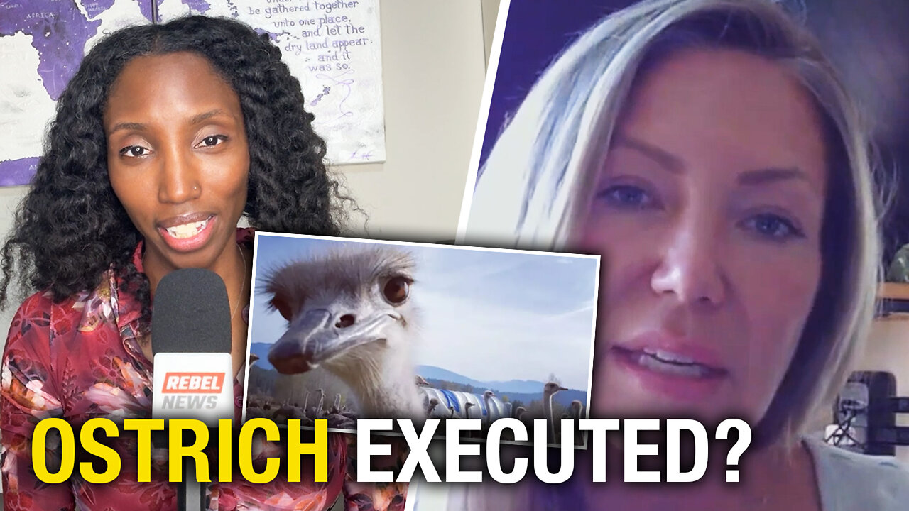 UPDATE: Ostrich executed as B.C. farm awaits ruling on order to slaughter flock