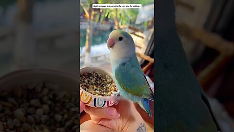 The parrot left the house but the man found him and saved him