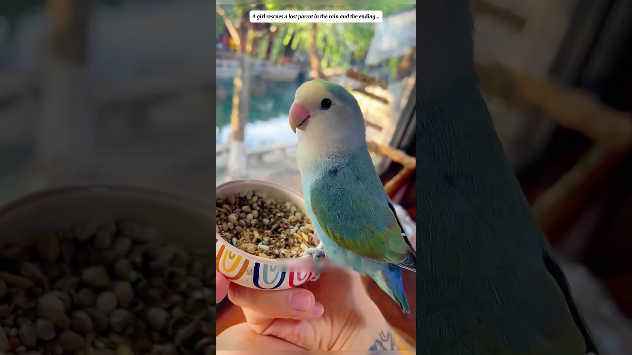 The parrot left the house but the man found him and saved him