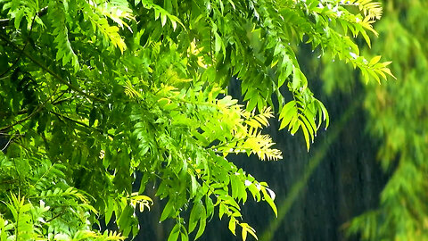 Rain sounds, white noise, black screen to bring peace to your mind