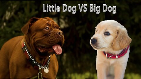 Little Dog VS Big Dog🐶