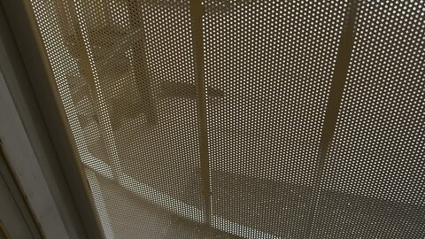 New Stray Cat..Siamese if you Please!