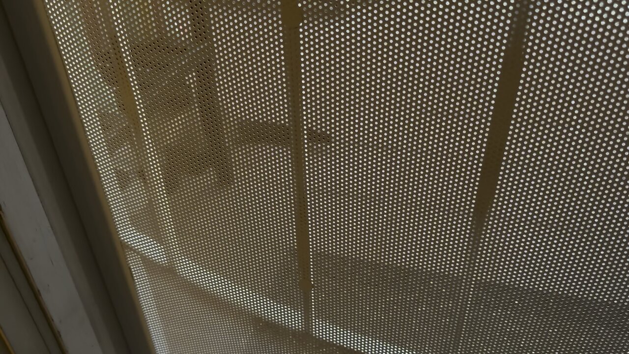 New Stray Cat..Siamese if you Please!