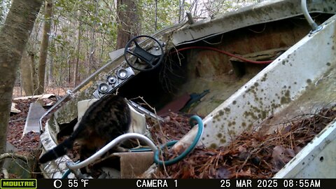 Trailcam