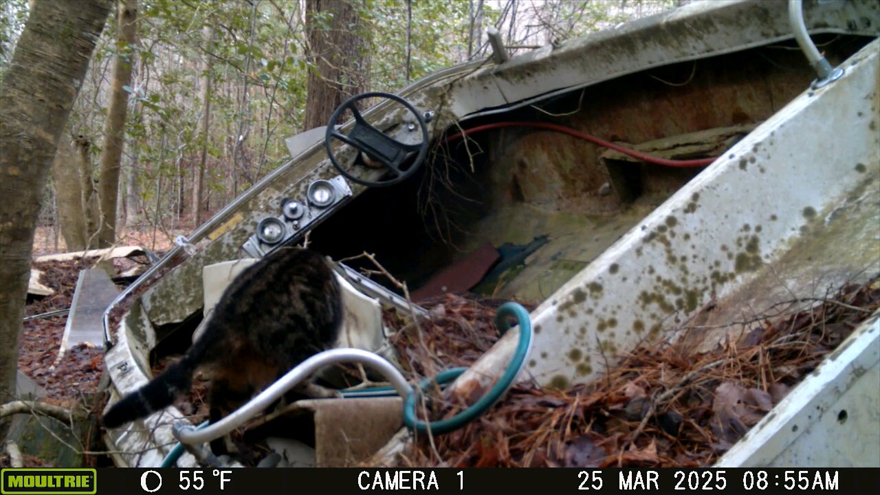 Trailcam