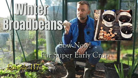 Sow Broad Beans Now for an Early Harvest! Greenhouse Winter Gardening Update