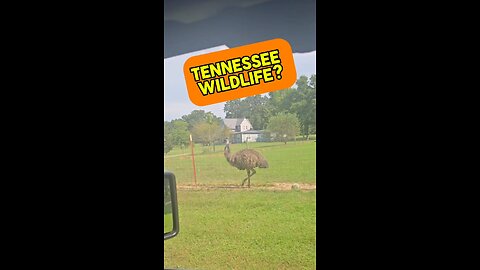 Tennessee Wildlife?