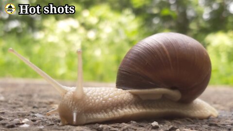 The journey of the snail