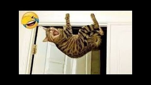 Unexpectedly Funny Animals Caught on Camera! 😂📸