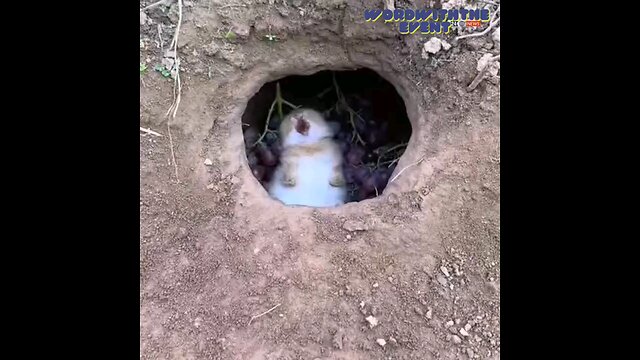 The rabbit 🐰 🐇 and the farmer#rabbit