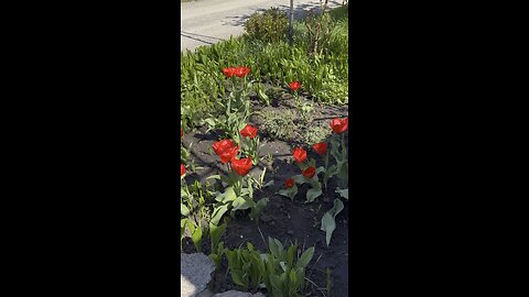 Красные тюльпаны