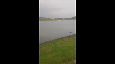 a crocodile..