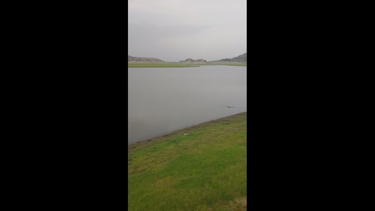 a crocodile..