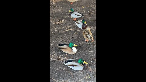 Mallrd Ducks 🦆 #mallardducks #duck #ducks #followme #shorts #trending #viral