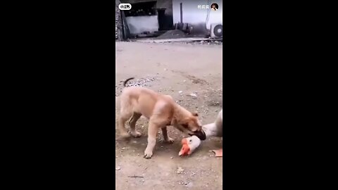 funny fight between dog and duck