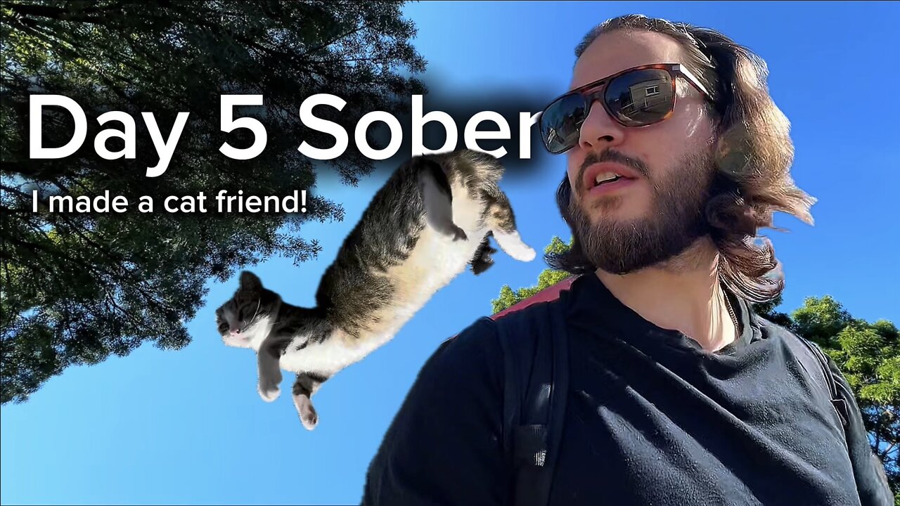 Day 5 Sober Boxing, Barking Dogs, and a Cat Friend