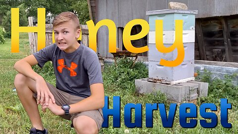 Exciting Honey Harvest - Homesteading Journey