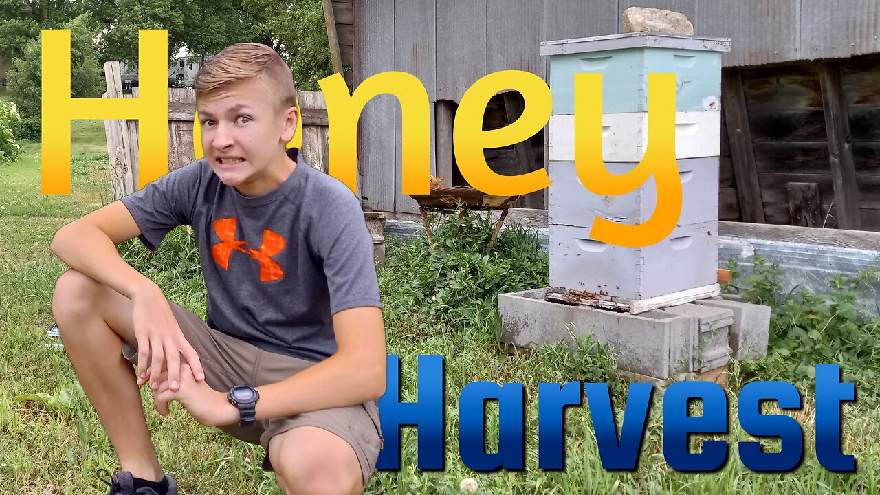 Exciting Honey Harvest - Homesteading Journey