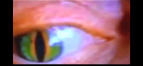 REPTILIAN OVERLORD SHAPE SHIFTERS RULE US AND THEY MOCK US ALL DAY LONG 🦎