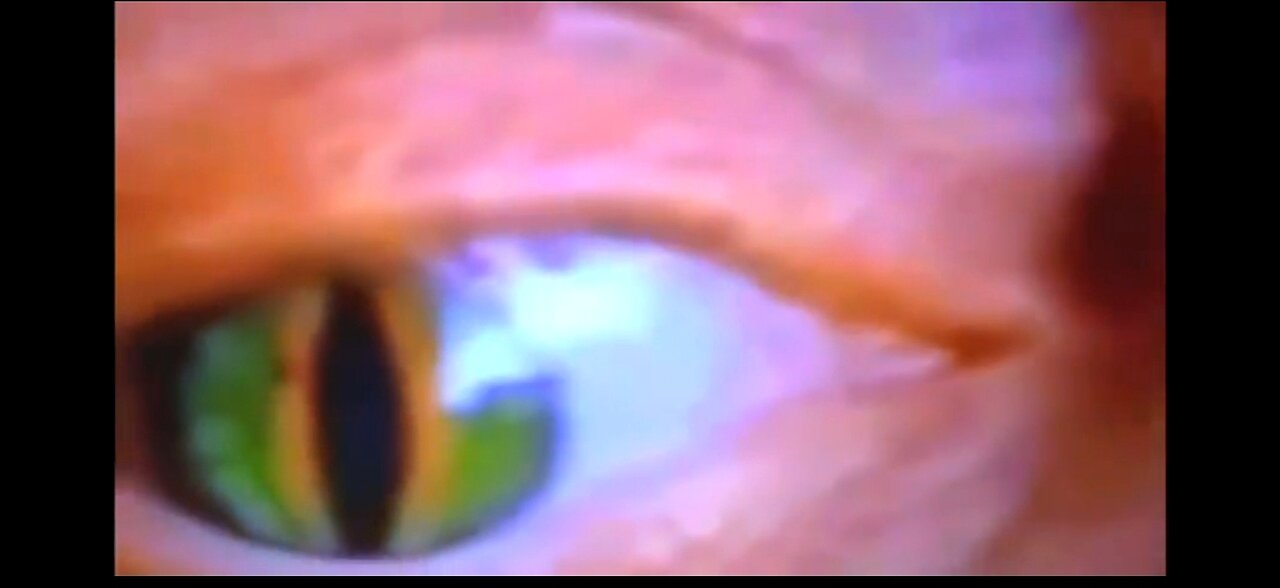 REPTILIAN OVERLORD SHAPE SHIFTERS RULE US AND THEY MOCK US ALL DAY LONG 🦎