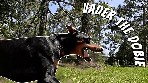 Backyard Walk & Pond Tease 🐾☀️ | Just a Chill Day with Doberman