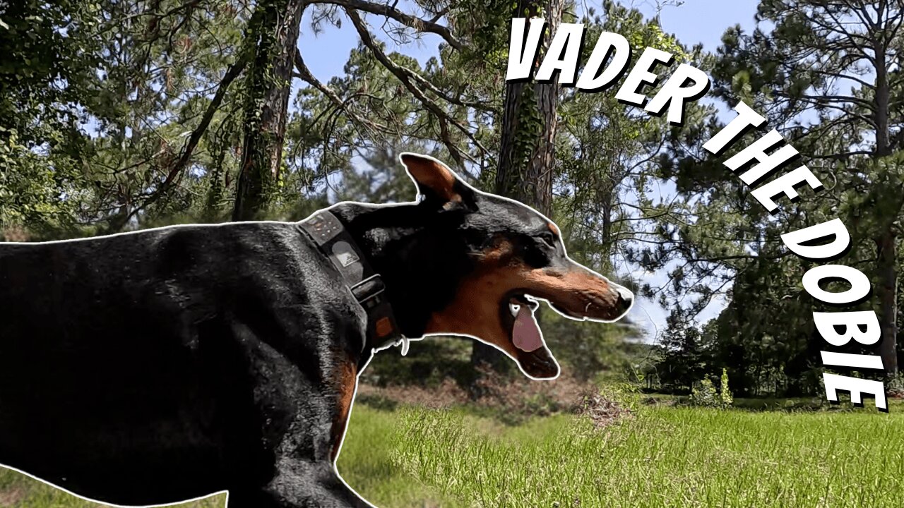 Backyard Walk & Pond Tease 🐾☀️ | Just a Chill Day with Doberman