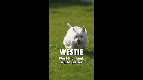 🐶❄️ Der West Highland White Terrier bringt strahlende Freude ins Leben!