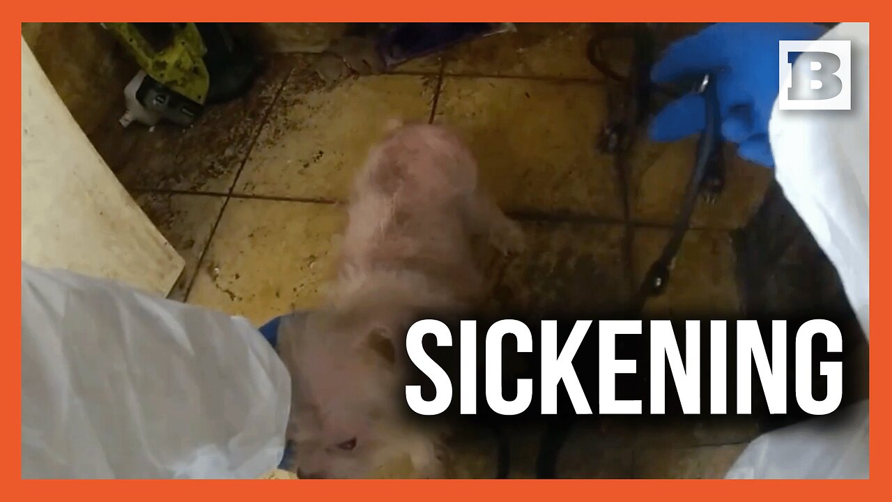 34 Animals Saved From a House of Horror — Owner Banned From Pets for 10 Years