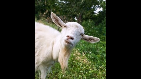 Dr Godfrey Goat presents...George Lincoln Rockwell - American National Socialism
