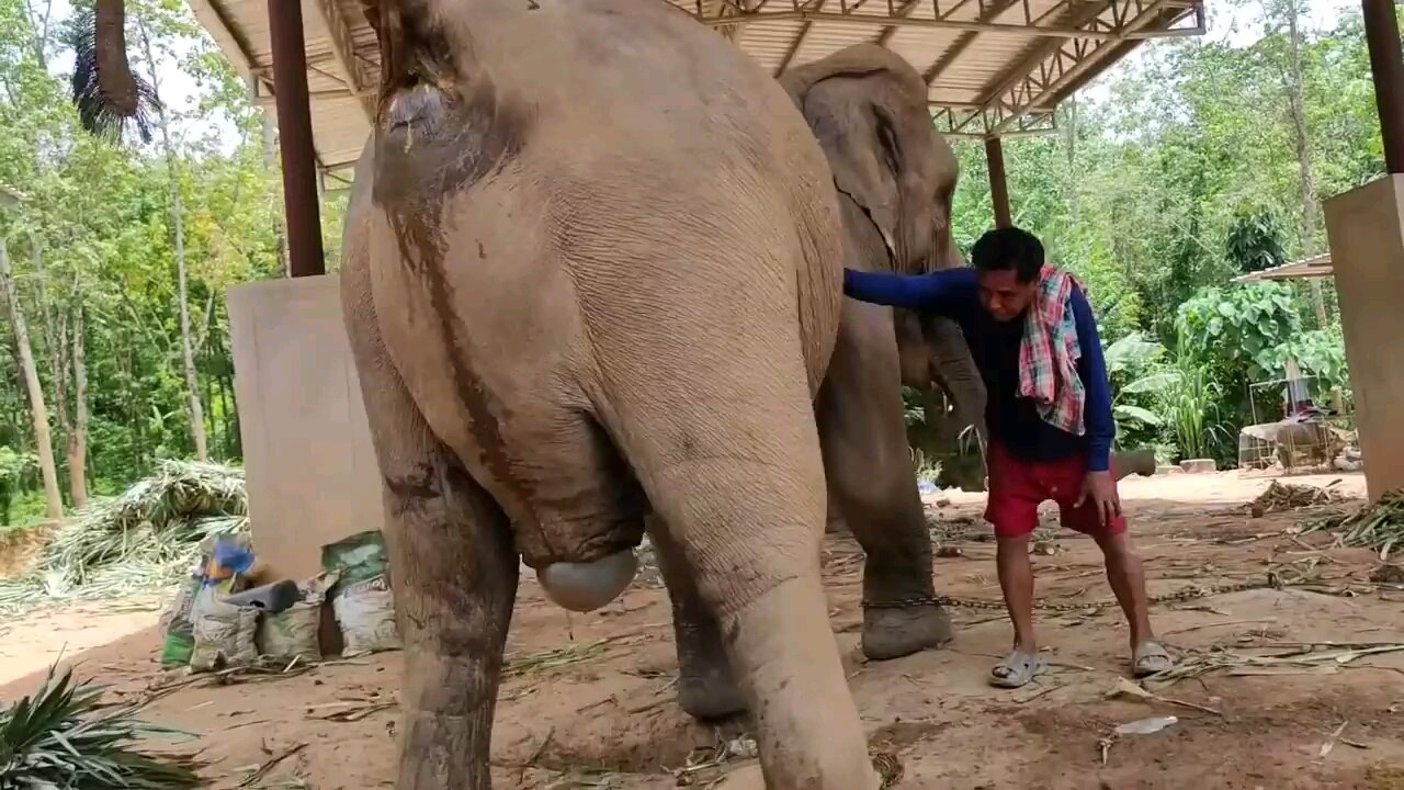 Elephant gives birth Cute babay Elephant🐘