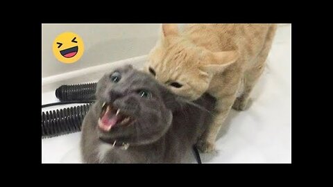 Funny Dogs And Cats Videos 2024 😅- Best Funnies Animal Videos #12