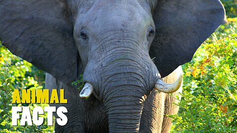 Why Do Elephants Never Forget?