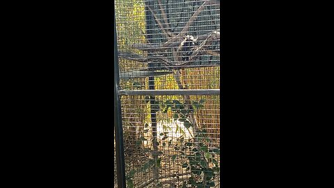 Bearded Emperor Tamarin #shorts #followme #trending #primate